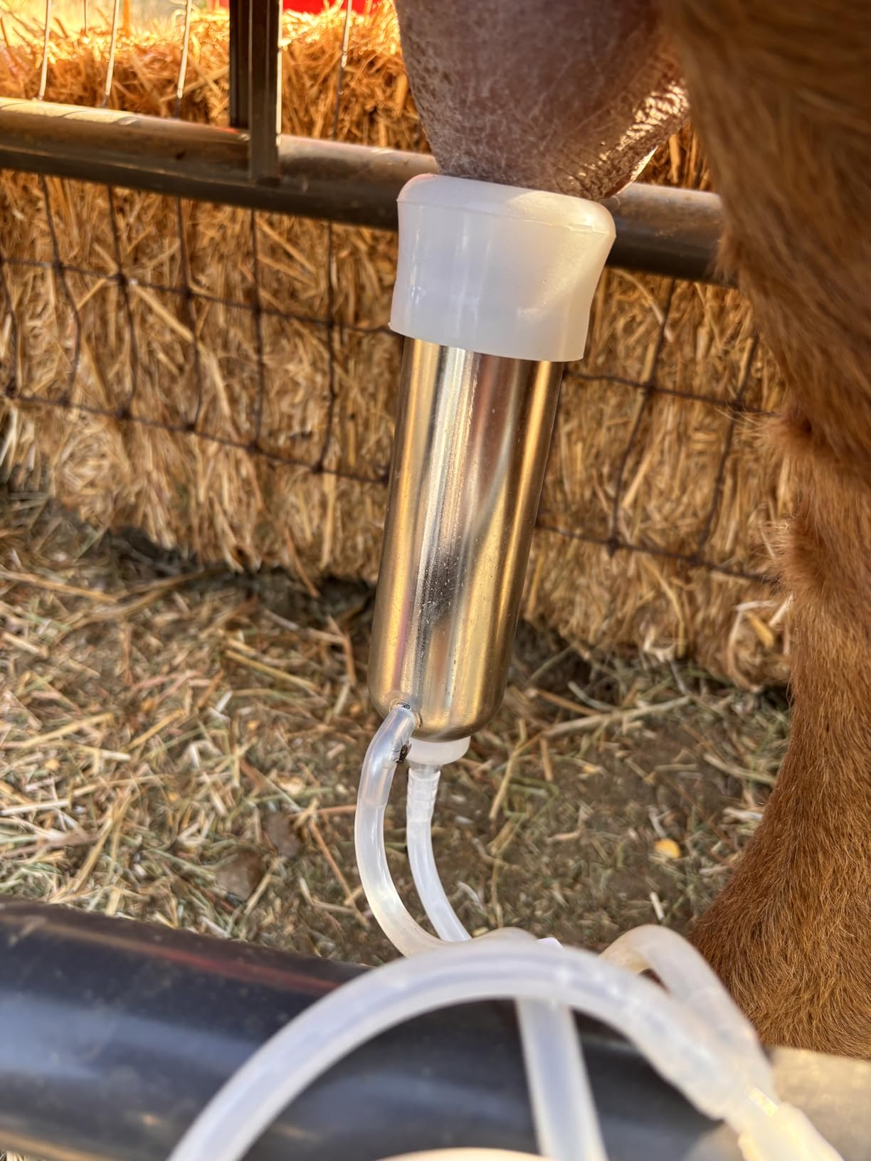 6L Rechargeable Goat Milking Machine, Portable Milker with Pulsation System, Adjustable Vacuum Pump, 304 Stainless Steel Bucket, Auto Stop Overflow Protection (Pro Model) customer photo 2