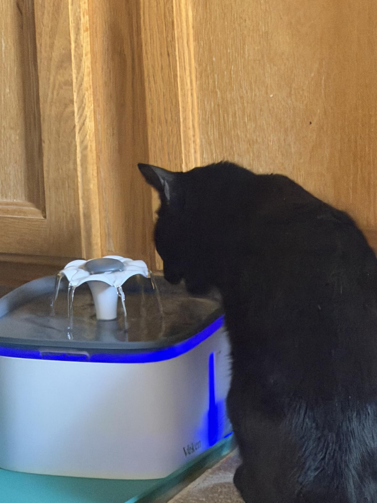Veken Innovation Award Winner 95oz/2.8L Pet Fountain, Automatic Cat Water Fountain Dog Water Dispenser with Replacement Filters for Cats, Dogs, Multiple Pets (Grey, Plastic) customer photo 2
