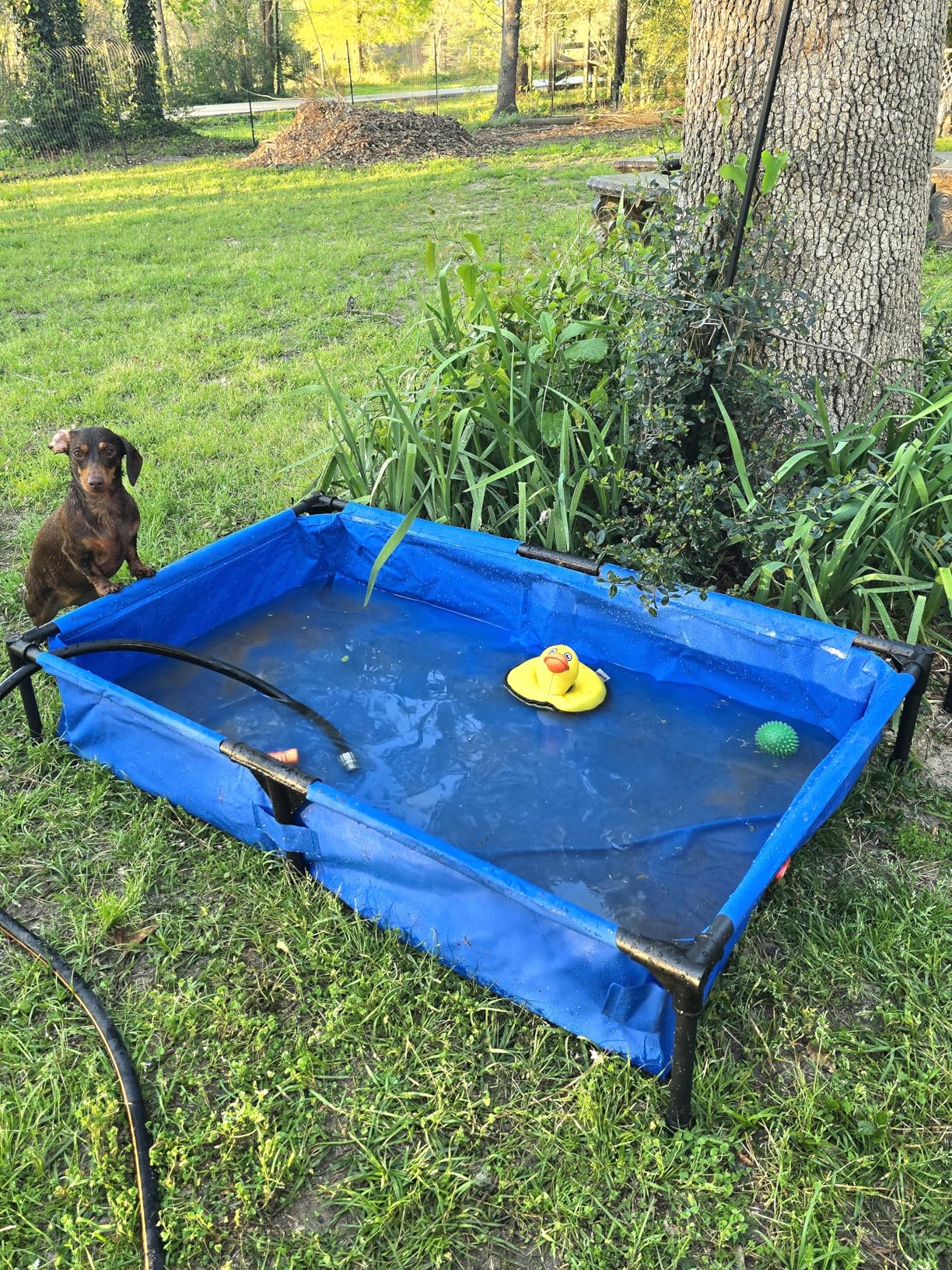 K&H Pet Products Portable Dog Pool & Pet Bath for Dogs and Puppies, Swimming Pool for Large Pets, Heavy Duty Liner with Metal Frame, Easy Drain Plug, Foldable - Extra-Large 50 X 32 X 9in Chill Blue customer photo 1