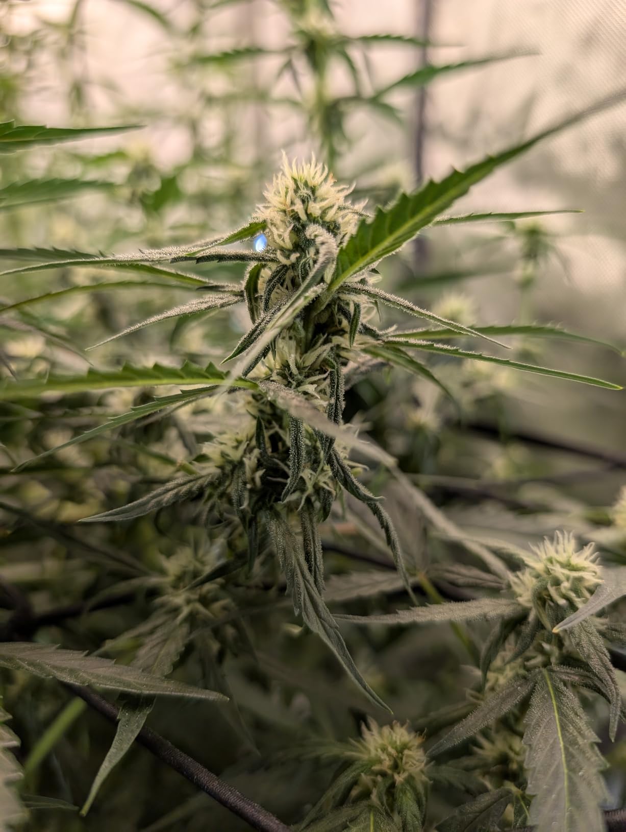 AC Infinity CLOUDLAB 899, Advance Grow Tent 8x8, Thickest 1