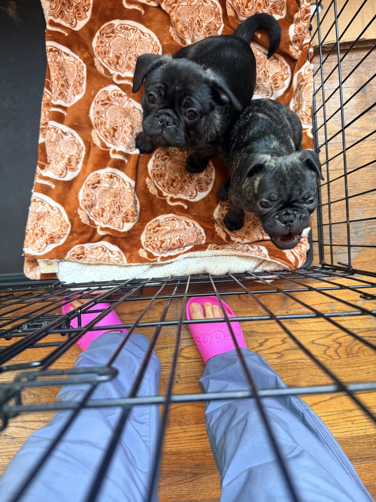 Amazon Basics Portable, Easy to Assemble, Foldable Metal Wire Dog Crate with Removable Tray, Double Door, Divider Panel, Handle, 36 x 23 x 25 in, Black customer photo 1