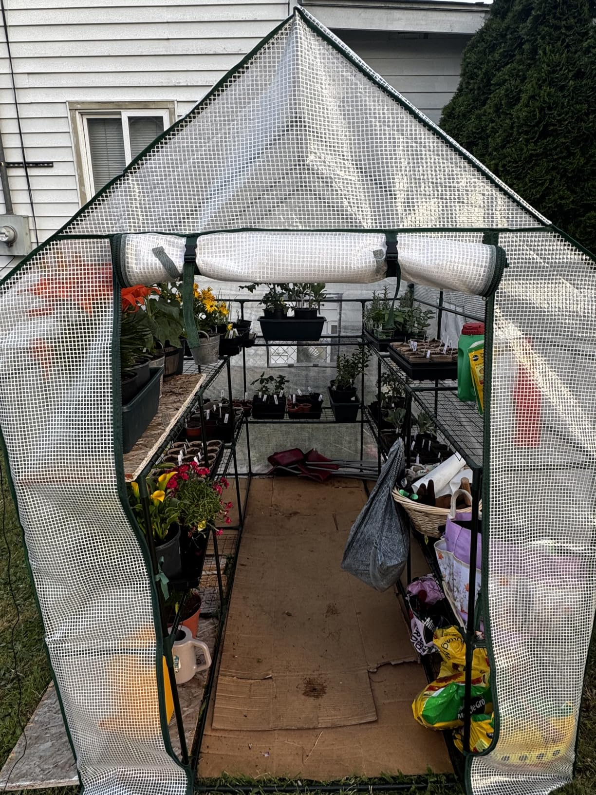 SUNGIFT Walk-in Greenhouse for Outdoors, 57x61x80 Inch Large Greenhouse, 3 Tiers 10 Shelves Mini Green House Kit with Observation Windows Roll-up Door Zipper, Plant Garden Hot House for Herbs, Flowers customer photo 1