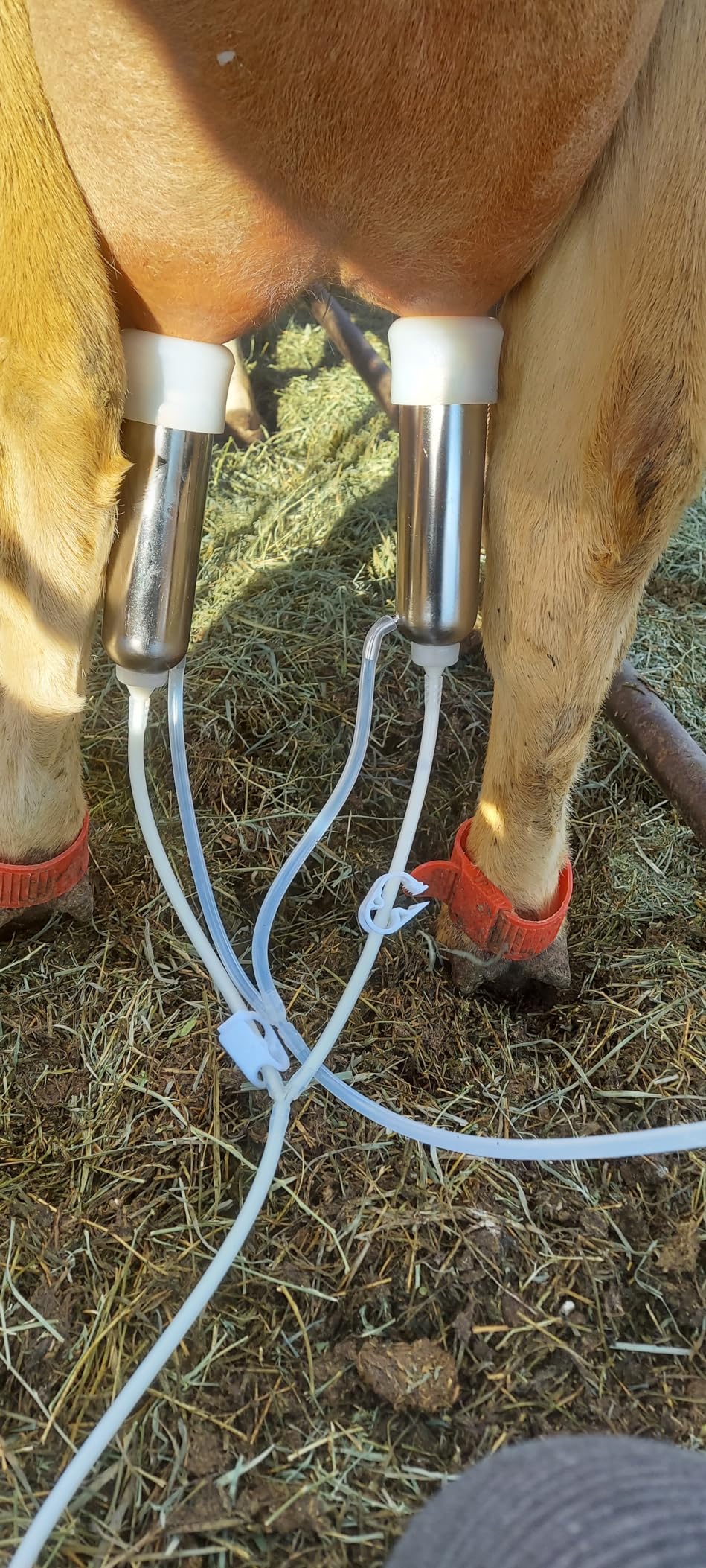 7L Goat Electric Milking Machine, Automatic Rechargeable Battery Powered Pulsation Vacuum Pump with 2 Teat Cups Stainless Steel Bucket for Goat(Battery Model) customer photo 1
