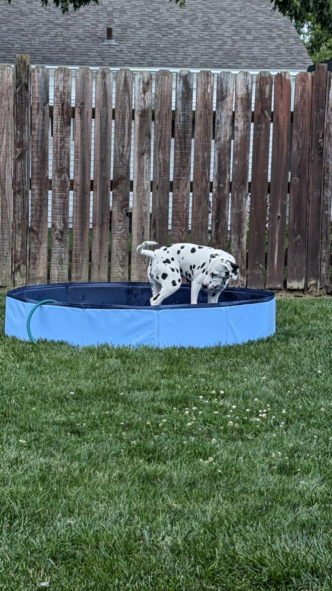 VISTOP Extra Large Foldable Dog Pool XXL, Hard Plastic Shell Portable Swimming Pool for Dogs Cats and Kids Pet Puppy Bathing Tub Collapsible Kiddie Pool (67inch.D x 11.8inch.H, Blue) customer photo 2