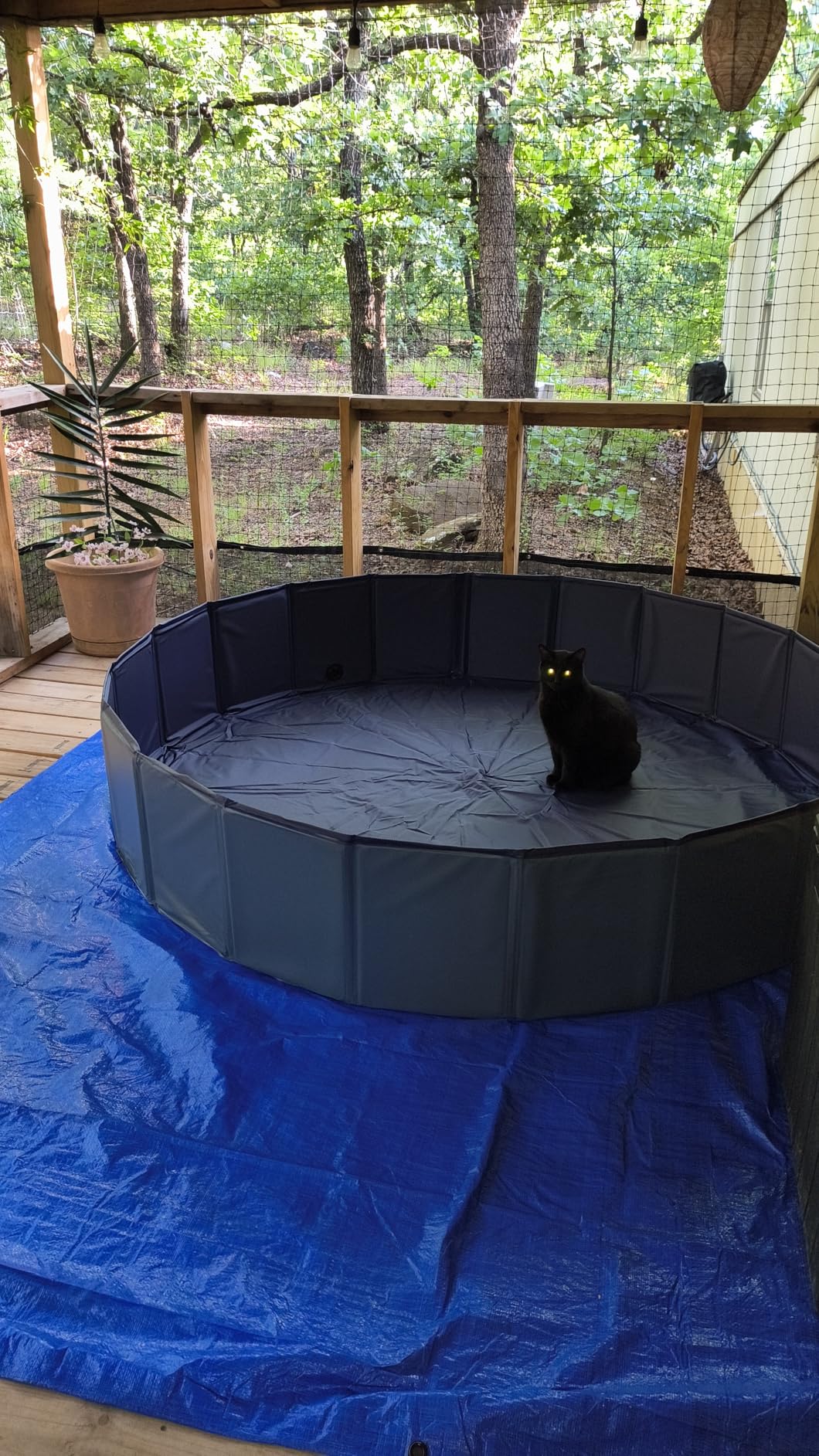 Niubya Foldable Dog Swimming Pool, Collapsible Hard Plastic, Portable Bath Tub for Pets Dogs and Cats, Pet Wading Pool for Indoor and Outdoor, 72 x 12 Inches customer photo 1