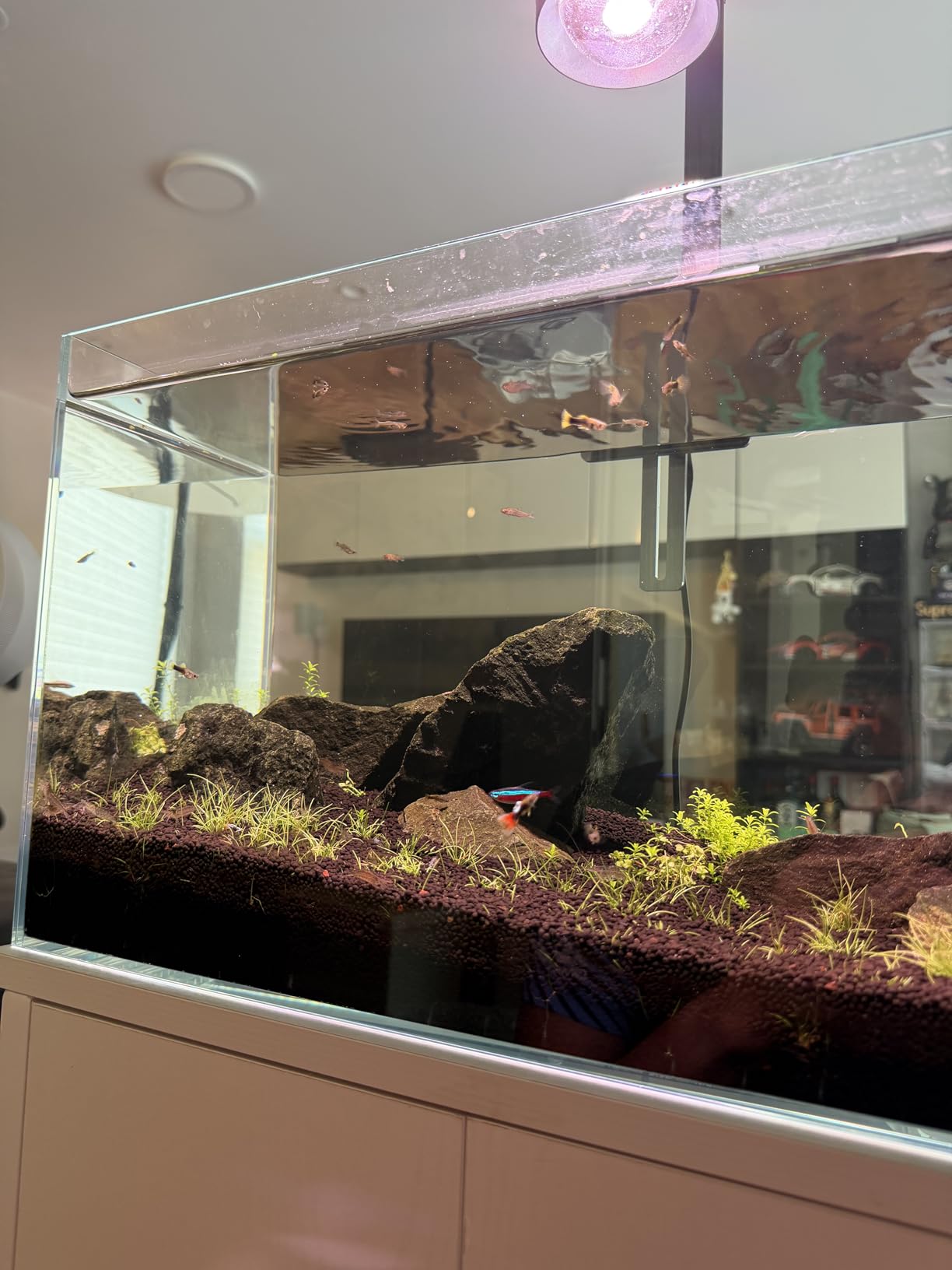 LAQUAL 10 Gallon Ultra Clear Glass Fish Tank, Rimless Low Iron Aquarium for Betta/Nano/Goldfish/Snail/Shrimp, Big Fish Tank & Cover Set & Feeding Ring & Cleaning Tools customer photo 1
