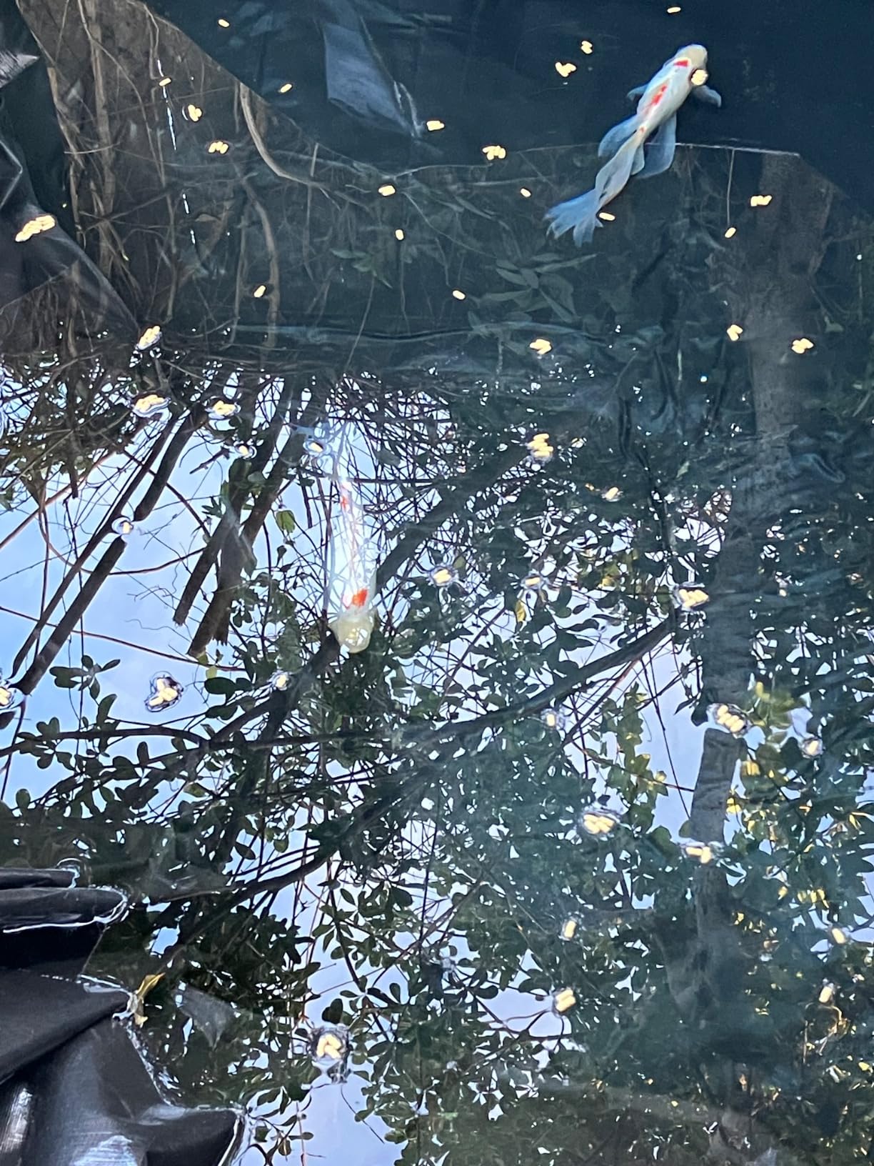 15X20FT Reinforced PE Pond Liner, 28Mil Thickness Pond Liners for Outdoor Ponds, Hemmed Edge with Buttonholes Liners for KOI/Fish, Duck Pond and Waterscape. customer photo 2