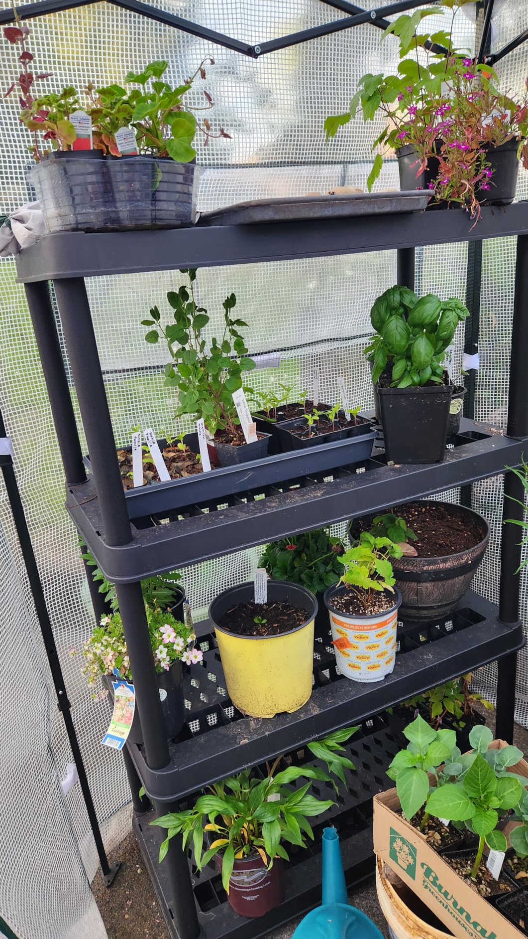 EAGLE PEAK 10x10 Portable Walk in Greenhouse, Pop Up Indoor Outdoor Greenhouse, Green House Kit with Zippered Roll-Up Doors and Windows, PE Cover, Clear/Green customer photo 1
