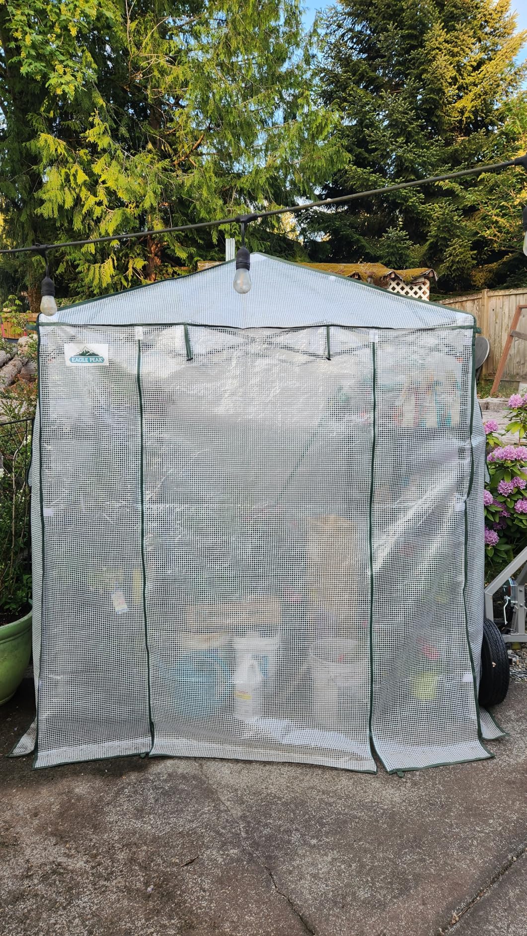 EAGLE PEAK 10x10 Portable Walk in Greenhouse, Pop Up Indoor Outdoor Greenhouse, Green House Kit with Zippered Roll-Up Doors and Windows, PE Cover, Clear/Green customer photo 2