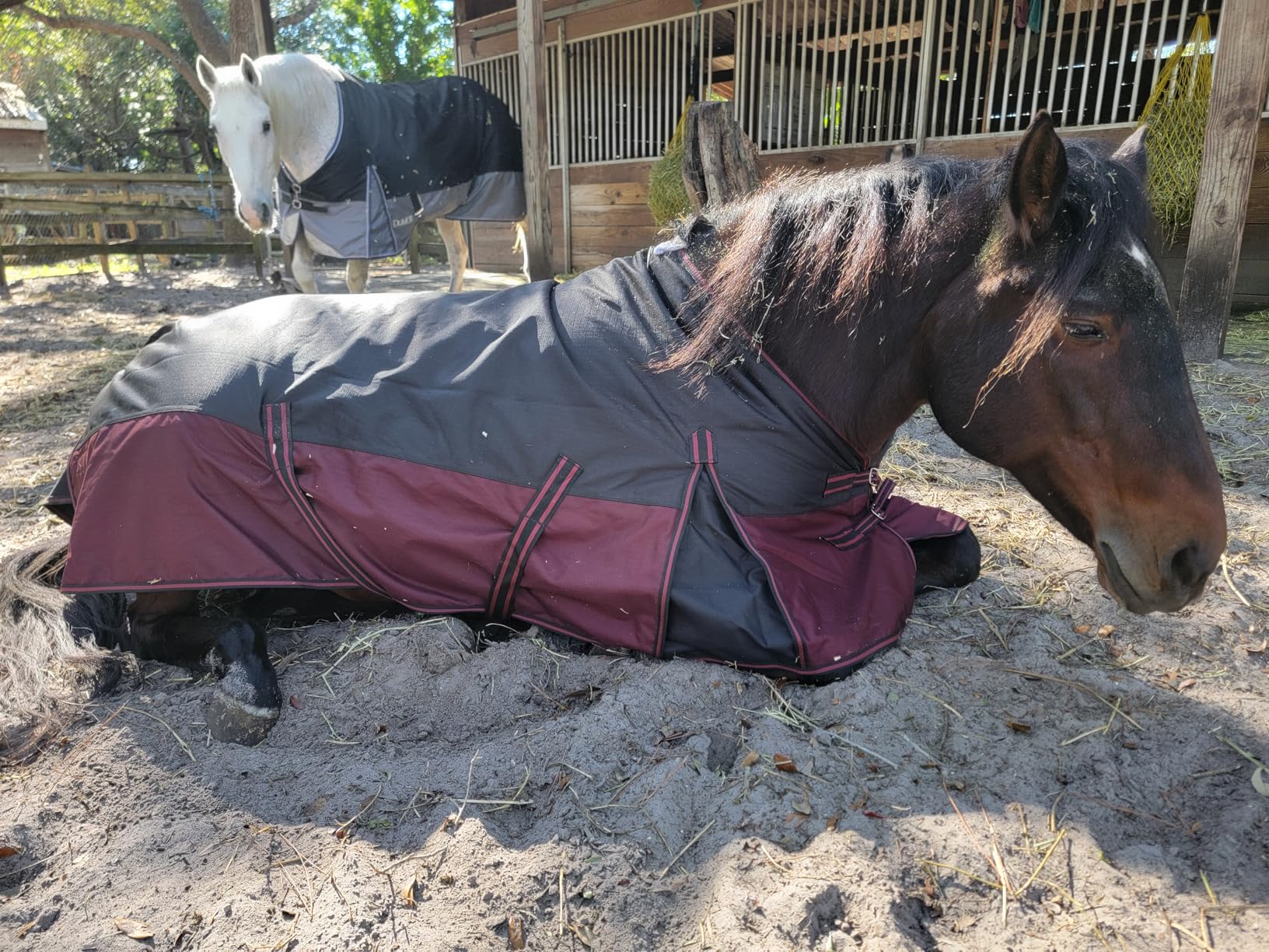 LEAFOREST 1200D Horse Blanket Waterproof Breathable Turnout (no Filling) Standard Neck Horse Sheet Blue Black 78IN customer photo 2
