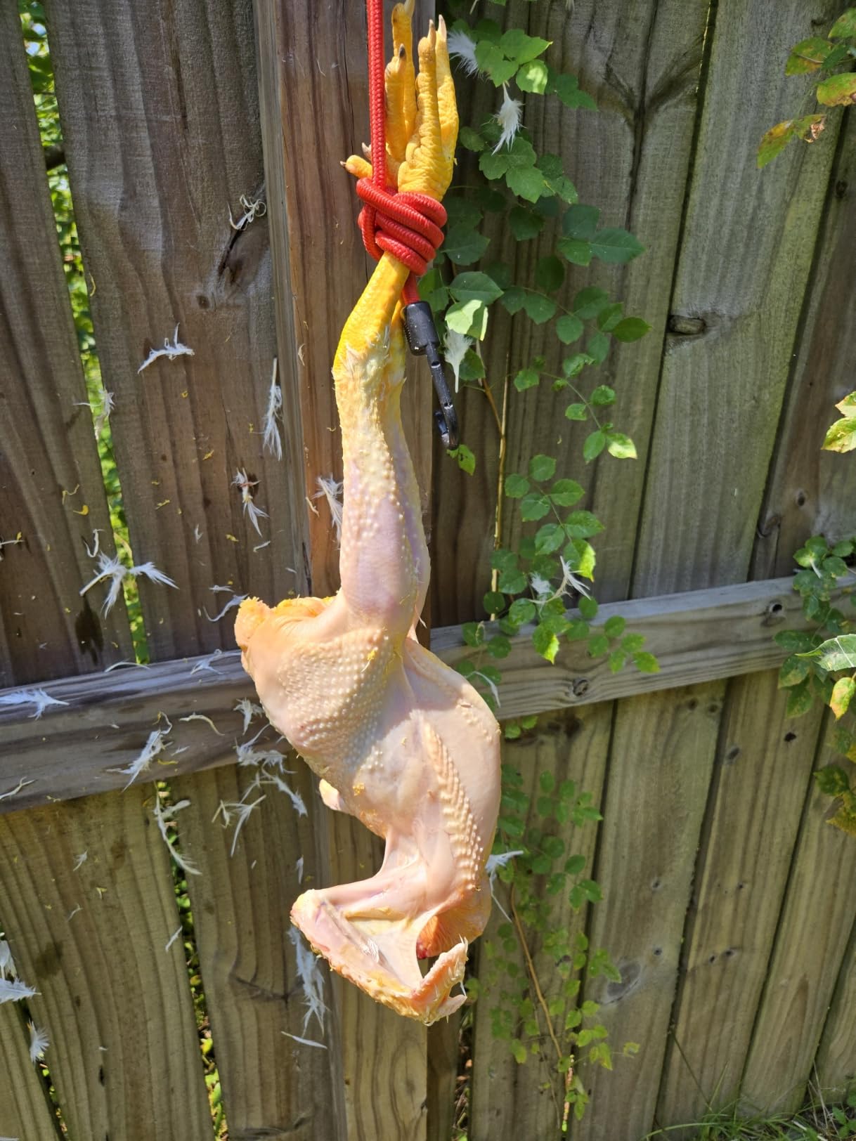 Light Duty Chicken Plucker Drill Attachment 18 Fingers Poultry Chicken Feather Plucker Machine 3/8