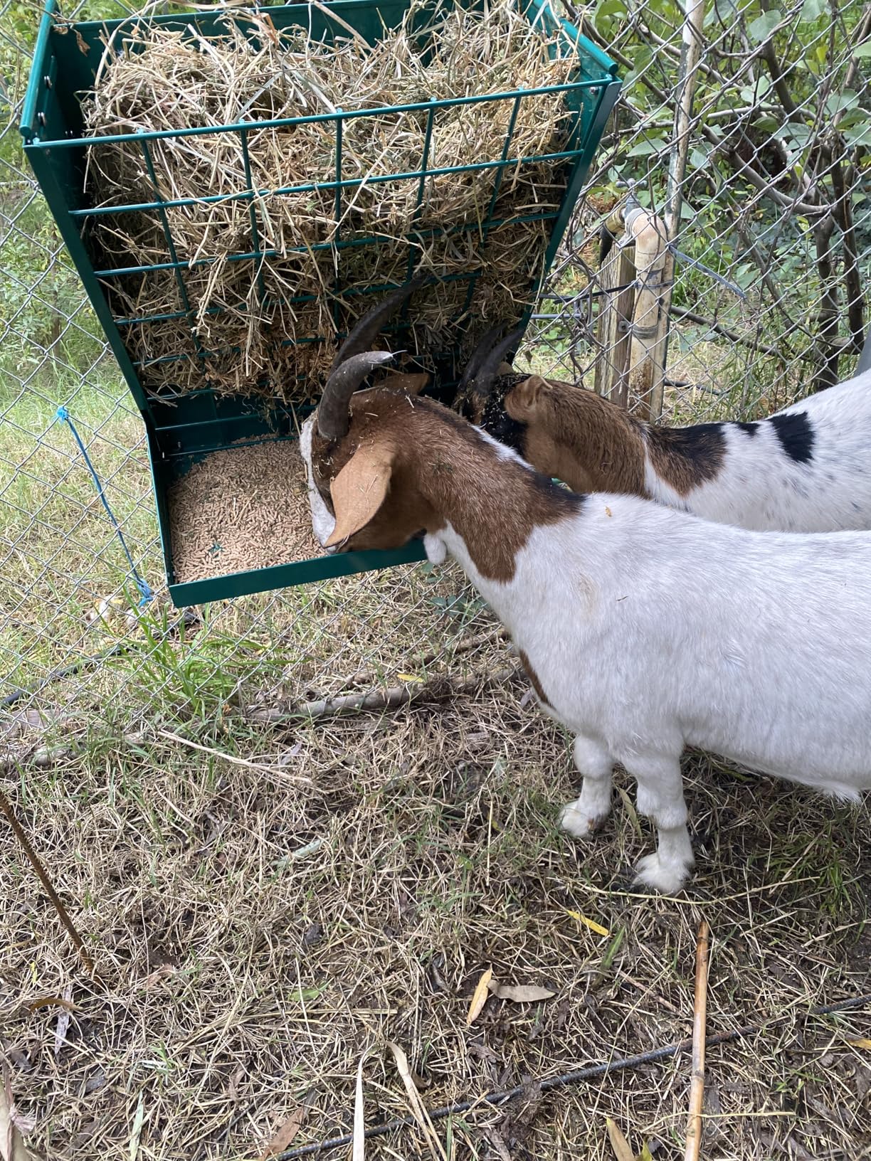 Wall Mount Hay Rack, Heavy-Duty Galvanized Metal 2 in 1 Hay and Grain Feeder, Livestock Feeder with Adjustable Distance, Hay Feeder for Goats, Sheep, Horse customer photo 1