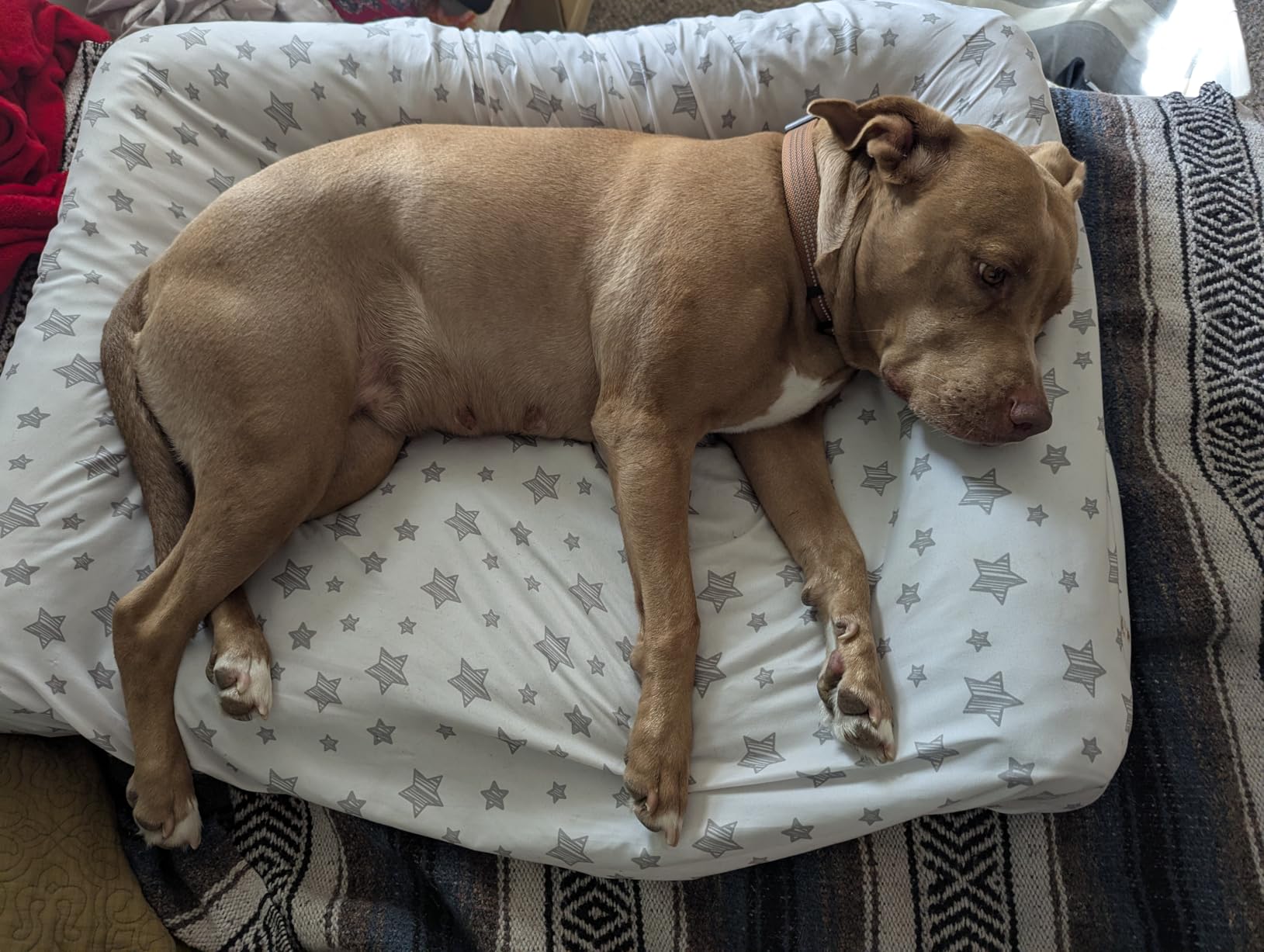 Large Dog Bed Orthopedic Washable: Beds Bolster XL Bed Large Big Dogs Memory Foam Couch Sofa Waterproof with Removable Cover customer photo 1