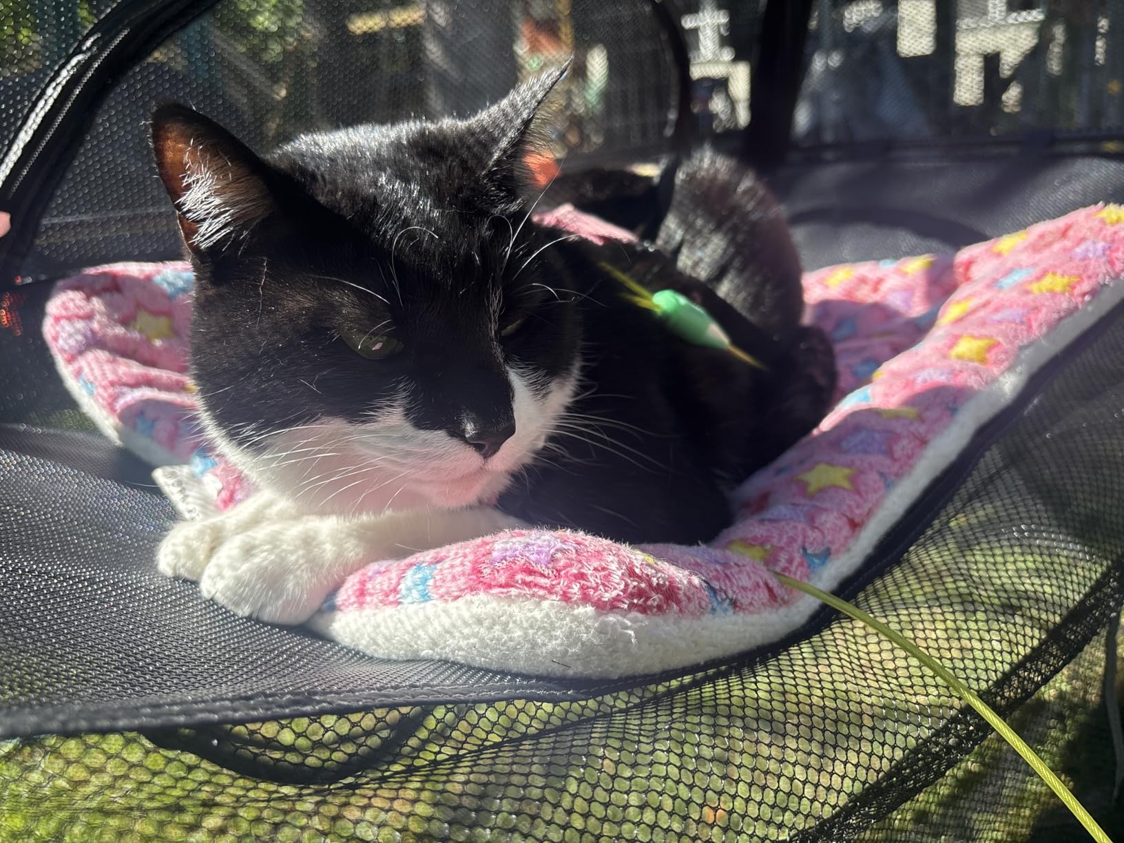 Extra Large Catio Outdoor Cat Enclosure Rywell 2-Tier Cat Tent for Patio, Balcony, Indoor & Camping, Foldable Outdoor Cat Playpen with Windows, Weatherproof Sunproof (Carry Bag Included) customer photo 1