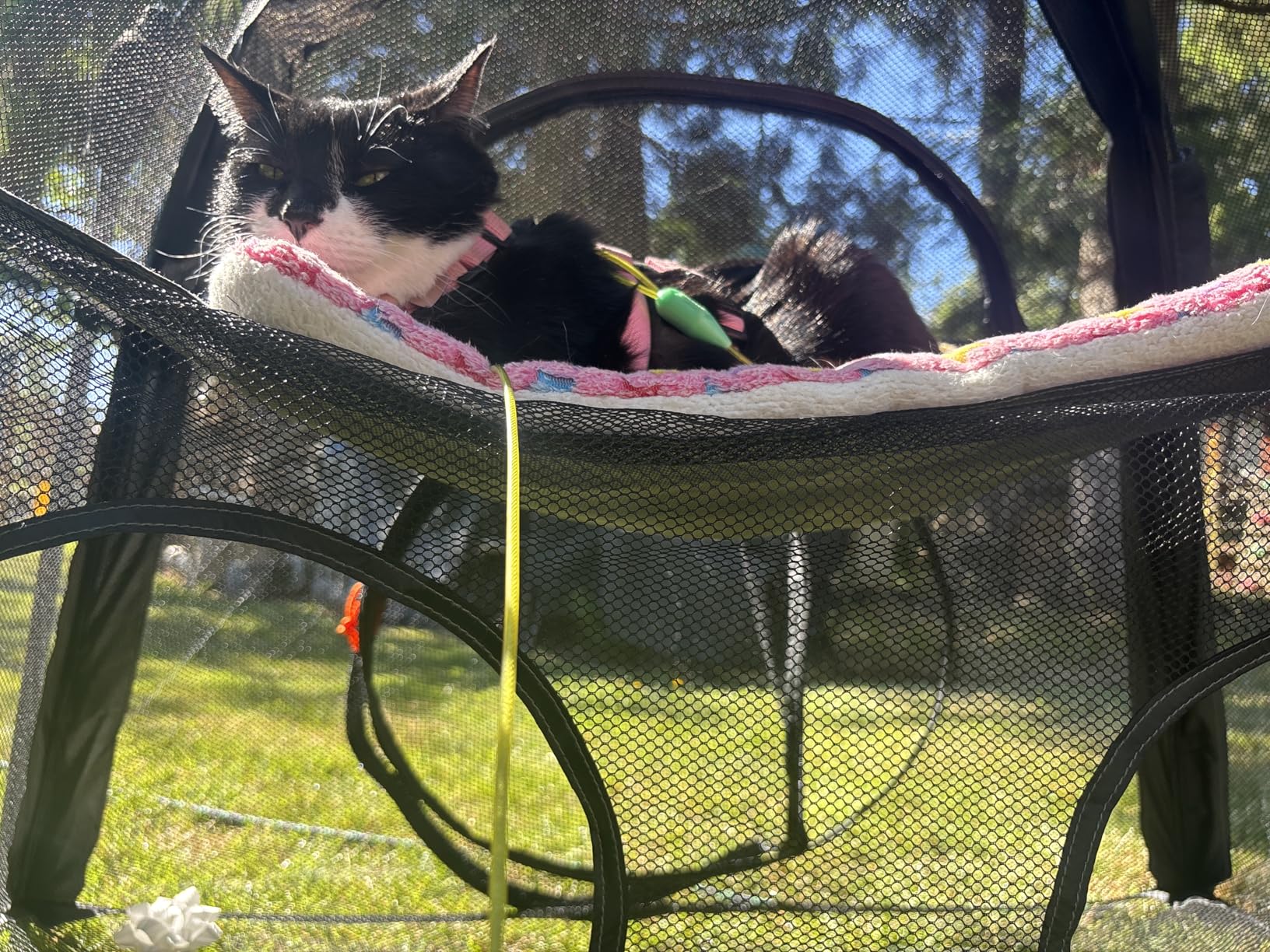 Extra Large Catio Outdoor Cat Enclosure Rywell 2-Tier Cat Tent for Patio, Balcony, Indoor & Camping, Foldable Outdoor Cat Playpen with Windows, Weatherproof Sunproof (Carry Bag Included) customer photo 2