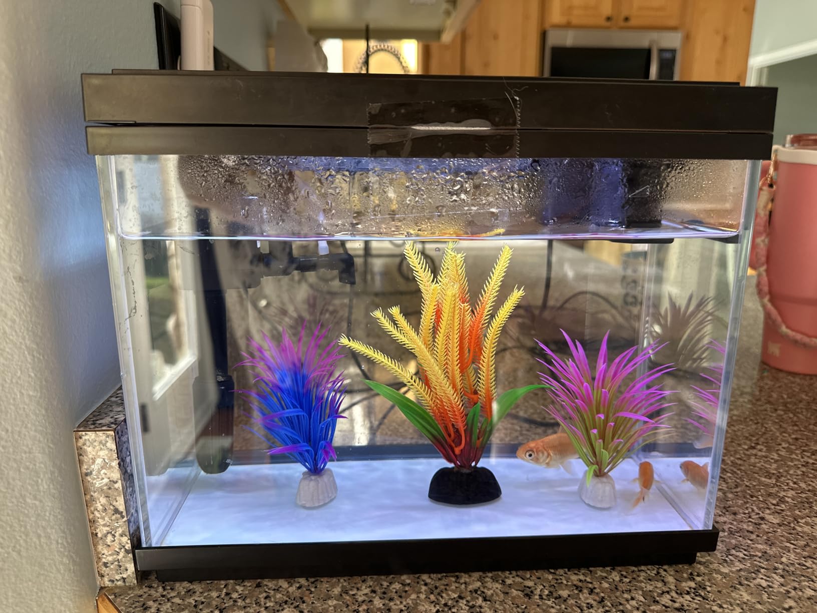 Vehipa Fish Tank, 2.4 Gallon Fish Aquarium, Fish Tank Starter kit with Smart Humidifier, Temperature Display, 7-Color Lighting, 3 in 1 Quiet Pump with Filteration & Oxygenation & Circulation customer photo 1