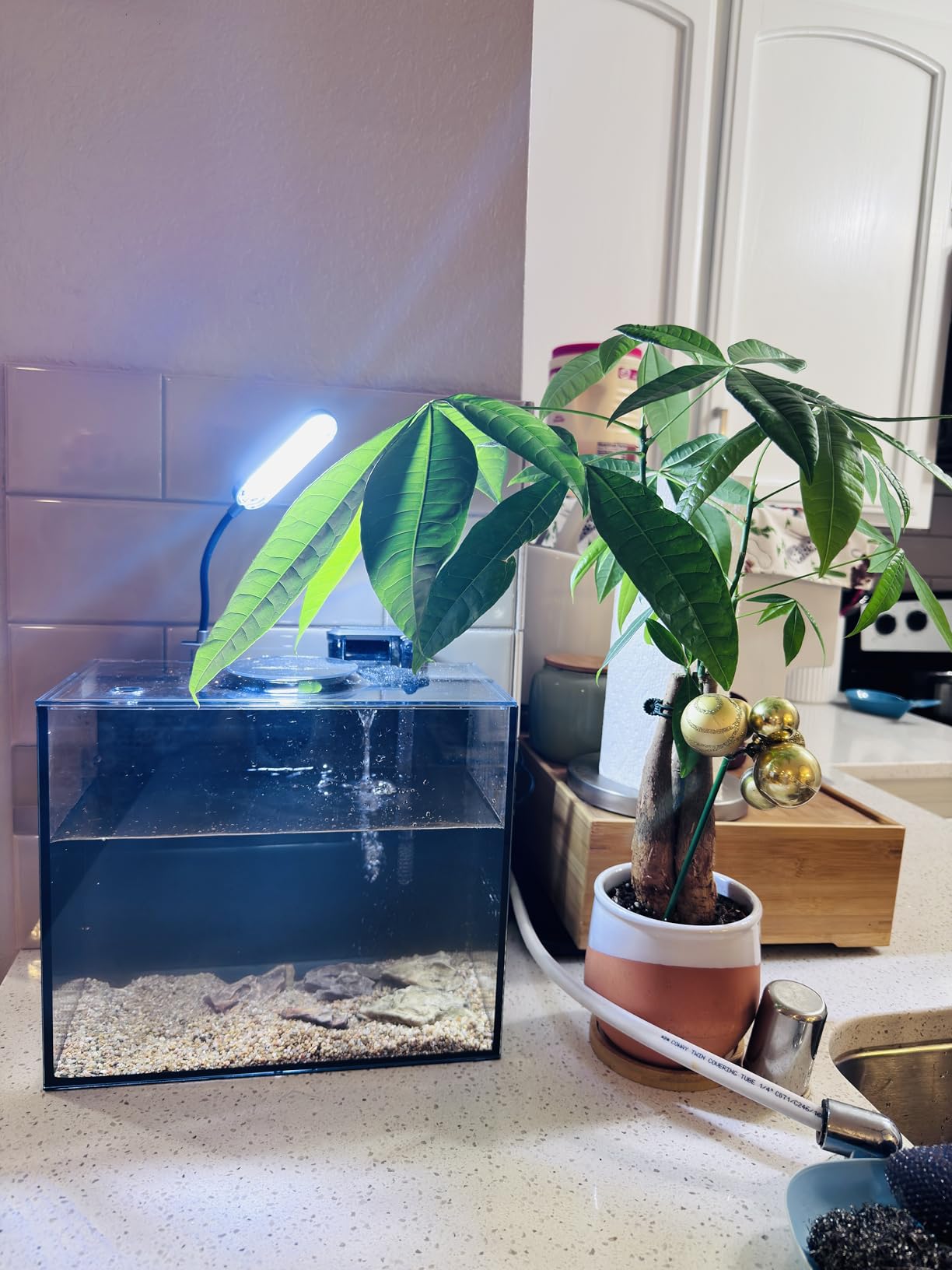 Nano Desktop Betta Aquarium 2.7 Gallon Glass Fish Tank Set, Hidden Bottom Filtration System Self Cleaning Filter Light Gravel Plant Cleaning Tool, for Small Space Easy Setup Space-Saving Design customer photo 1