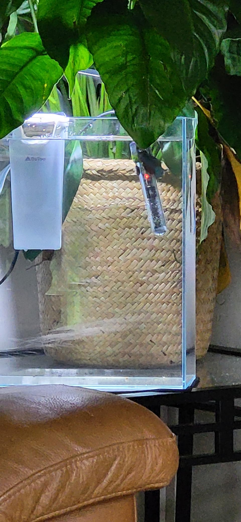 Vimvins 2 Gallon Glass Fish Tank, Easy to Maintain Small Aquarium for Betta/Snails/Shrimp and Aquatic Planting. customer photo 1
