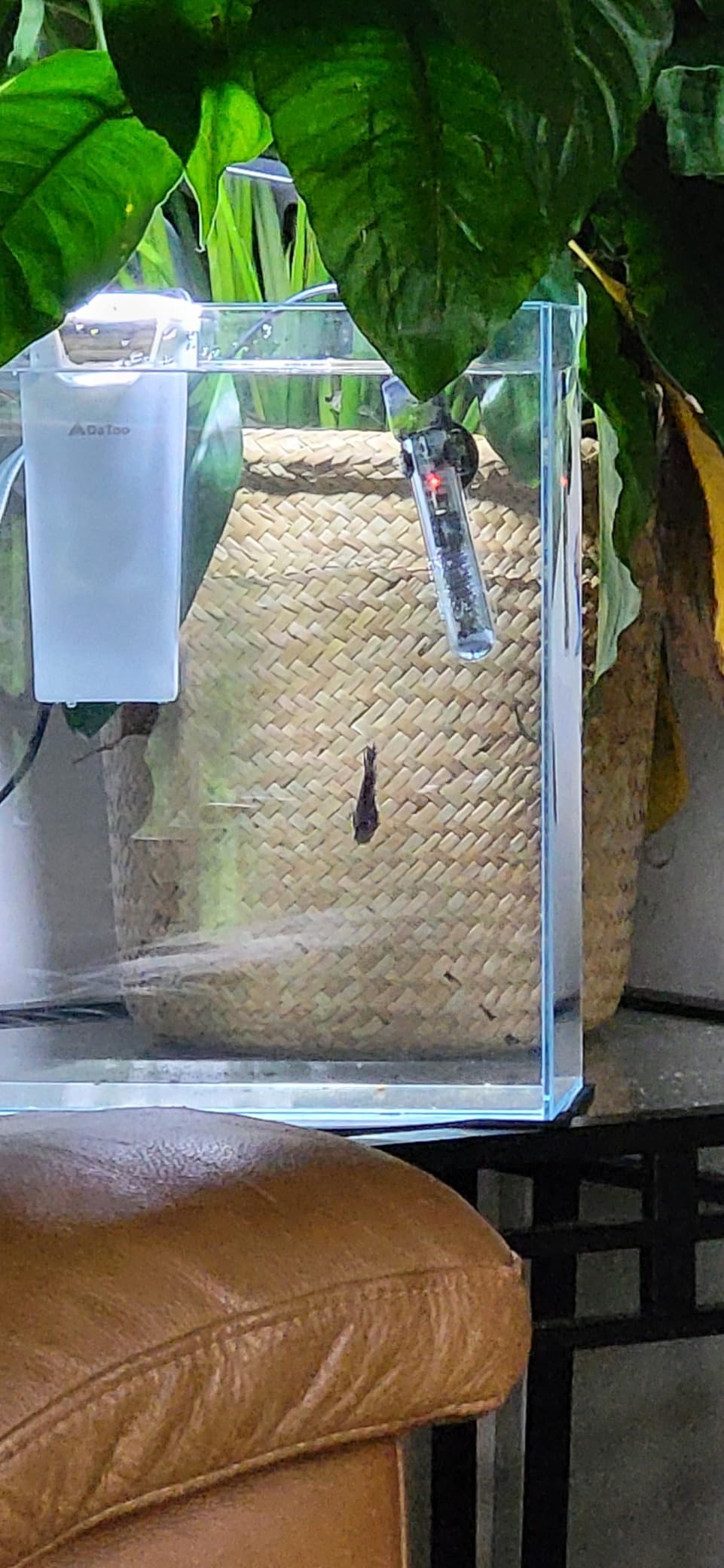 Vimvins 2 Gallon Glass Fish Tank, Easy to Maintain Small Aquarium for Betta/Snails/Shrimp and Aquatic Planting. customer photo 2