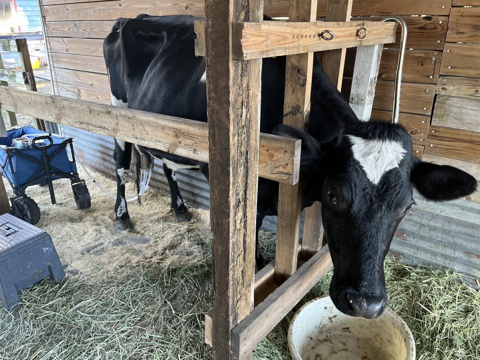 Upgrade 2-in-1 Goats and Cows Milking Machine, 1.85Gal/7L Food-Grade Stainless Steel Bucket with 5200mAh Built-in Rechargeable Battery, 4 Teat Cups, Cordless Pulsation Vaccum Electric Milking Machine customer photo 2
