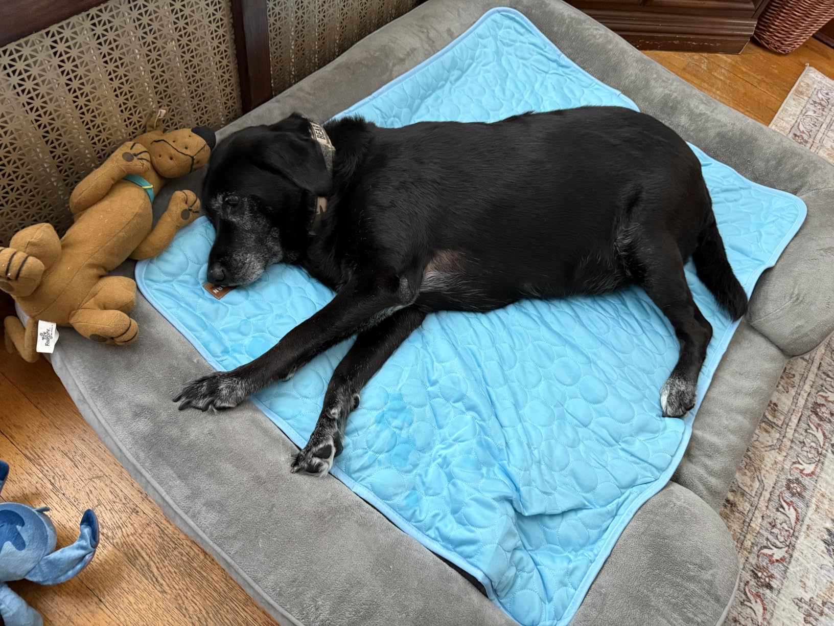 WESTERN HOME Cooling Elevated Dog Bed for Large Dogs, Portable Indoor & Outdoor Raised Dog Bed with Breathable Mesh, Chew Proof Pet Hammock Cots with Removable and Waterproof Bolsters customer photo 1